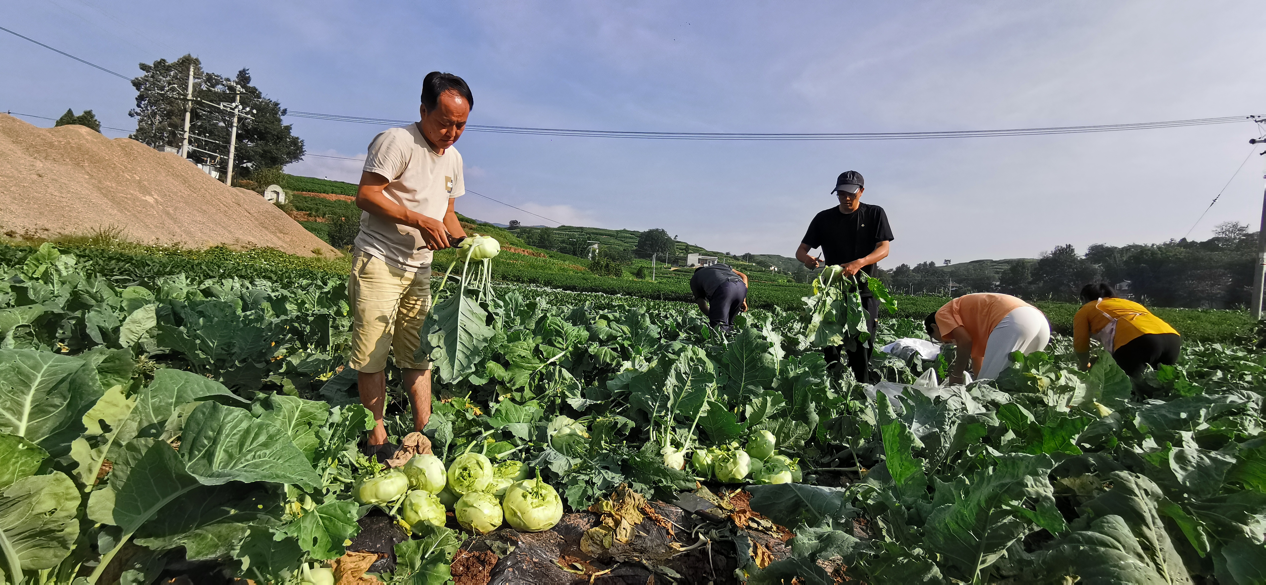 2024年7月23日,驻村工作队协助村两委到务嘎村杨家村小组露天蔬菜种植基地采摘成熟蔬菜售卖会泽优菜良品。摄影者:孙勇 (2)
