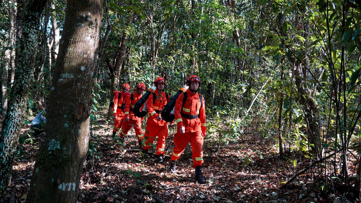 12月30日，在澜沧县景迈山，消防员在古茶林及防火林里巡护。郭元丰摄