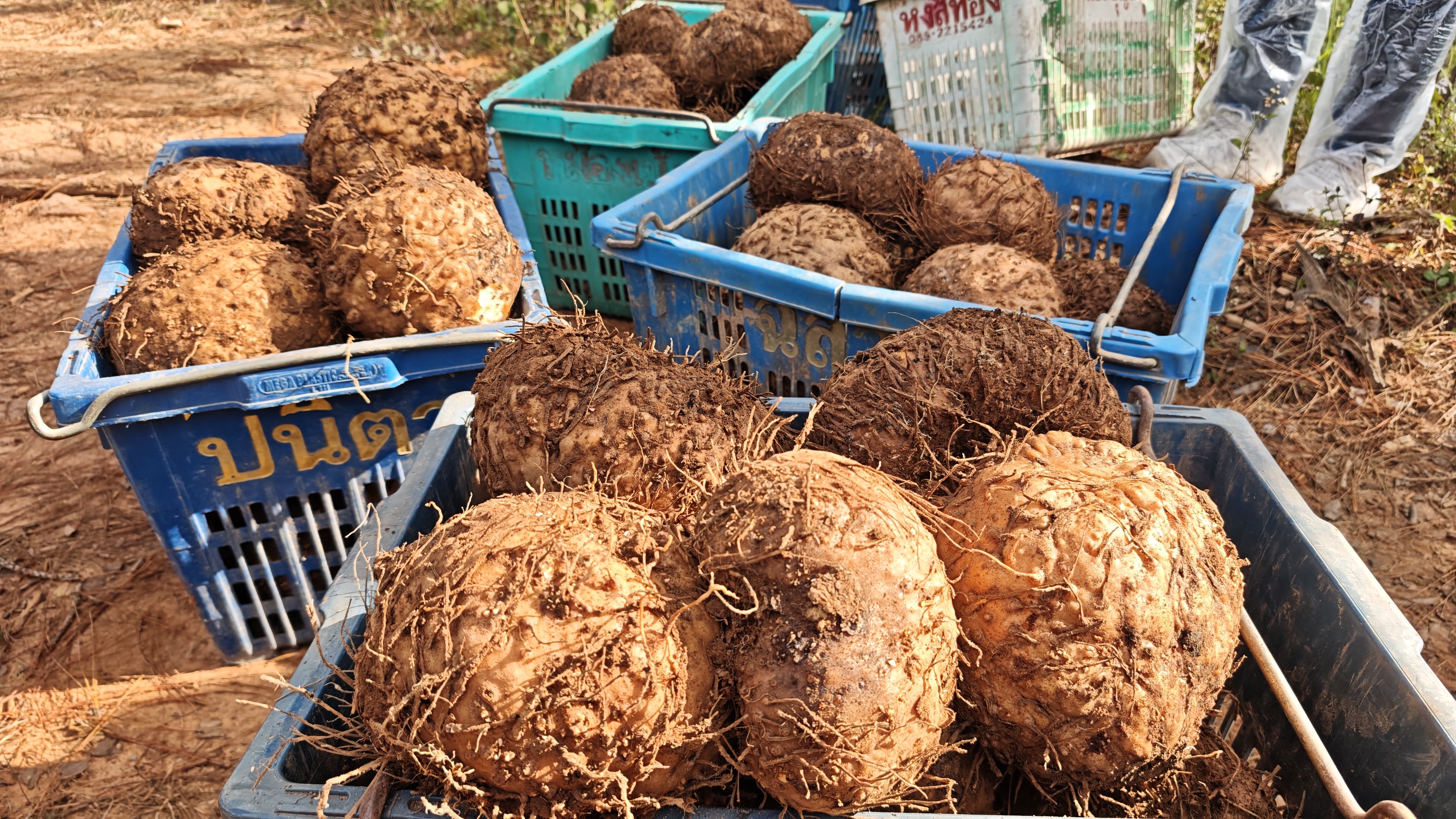 魔芋长势喜人(周晓仙 2026.1 (3)