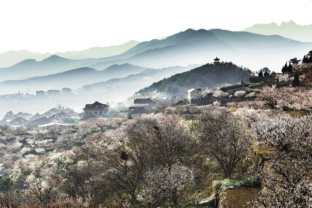 从崂山古观飞入百姓家，耐冬是什么花？_人民日报