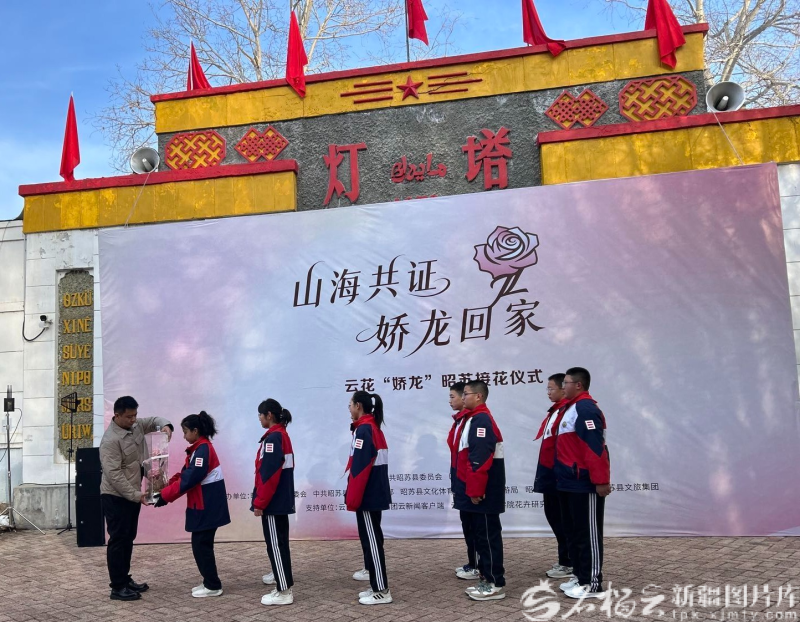 “娇龙”月季，昭苏“安家”！