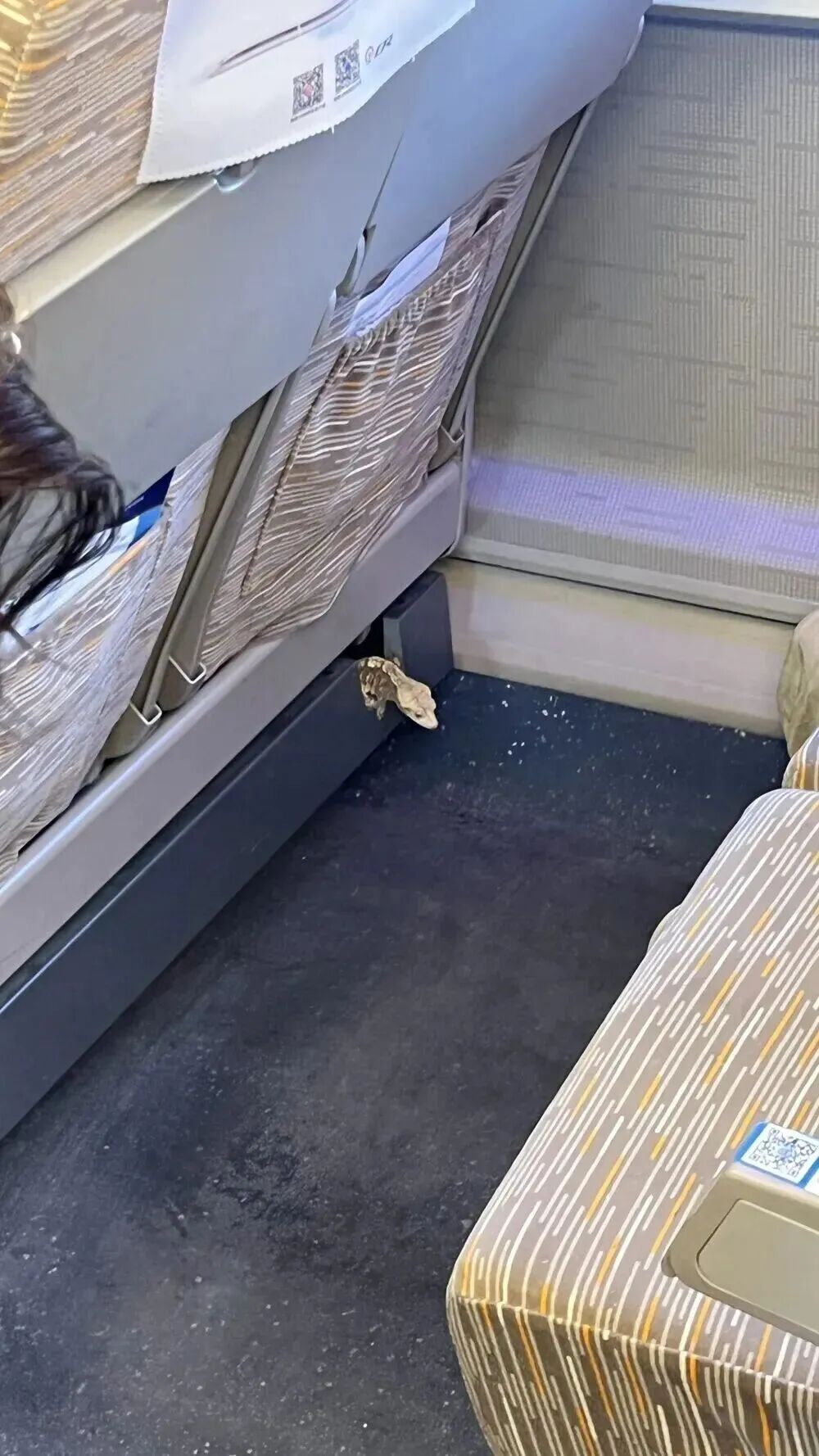 高铁车厢内突然出现蜥蜴？铁路最新通报