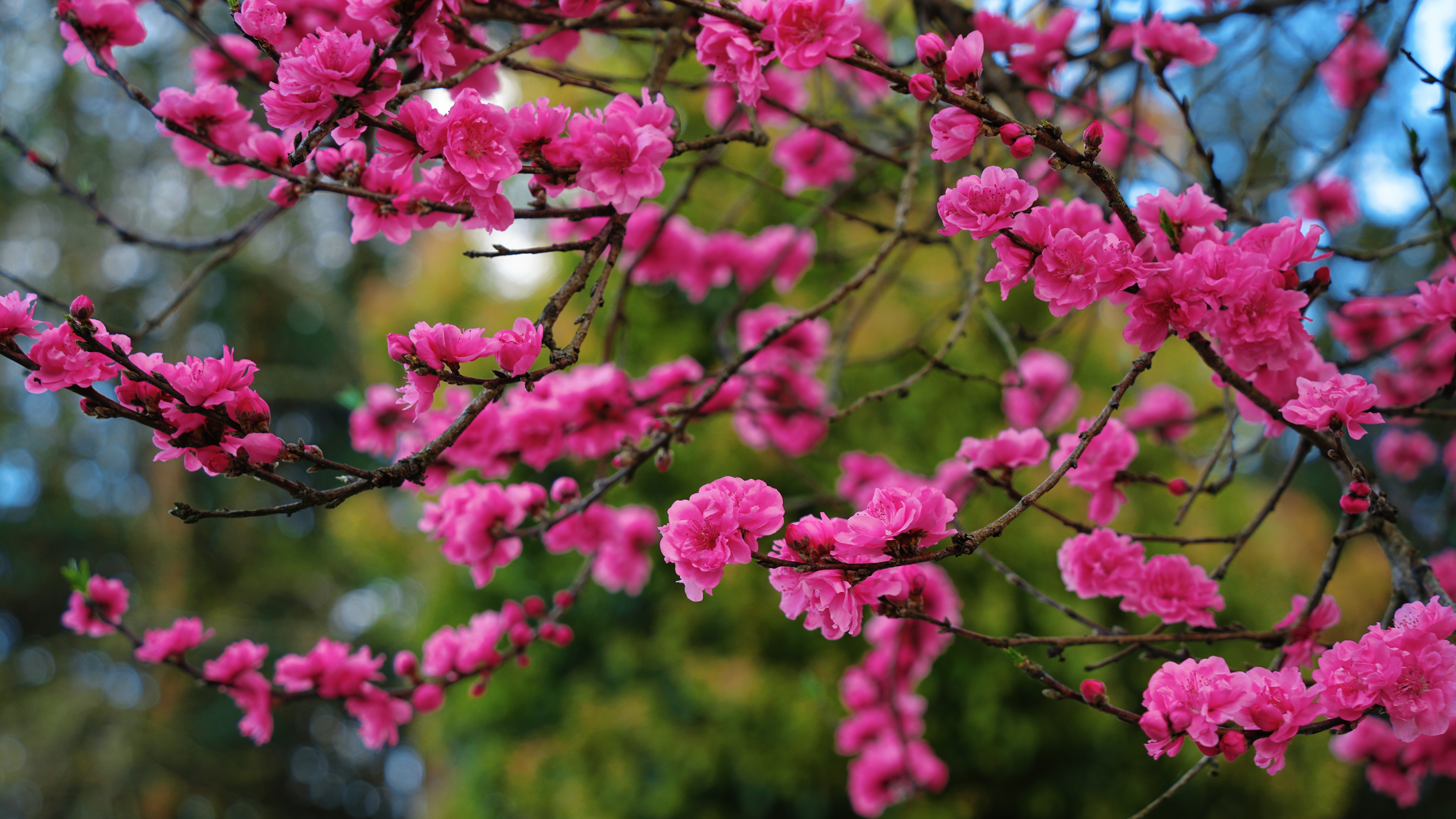 D:/陈敏（工作）/人民日报/客户端/3月/3.3/元阳梯田春暖花开，每一张都是壁纸/元阳梯田春暖花开，每一张都是壁纸/2.28樱花绽放     张艳 摄.jpg2.28樱花绽放     张艳 摄