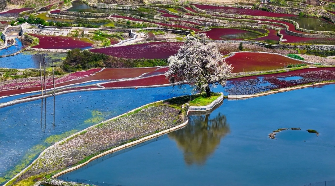 D:/陈敏（工作）/人民日报/客户端/3月/3.3/元阳梯田春暖花开，每一张都是壁纸/元阳梯田春暖花开，每一张都是壁纸/2.20阿者科梯田多依花绽放  张艳 摄.jpg2.20阿者科梯田多依花绽放  张艳 摄