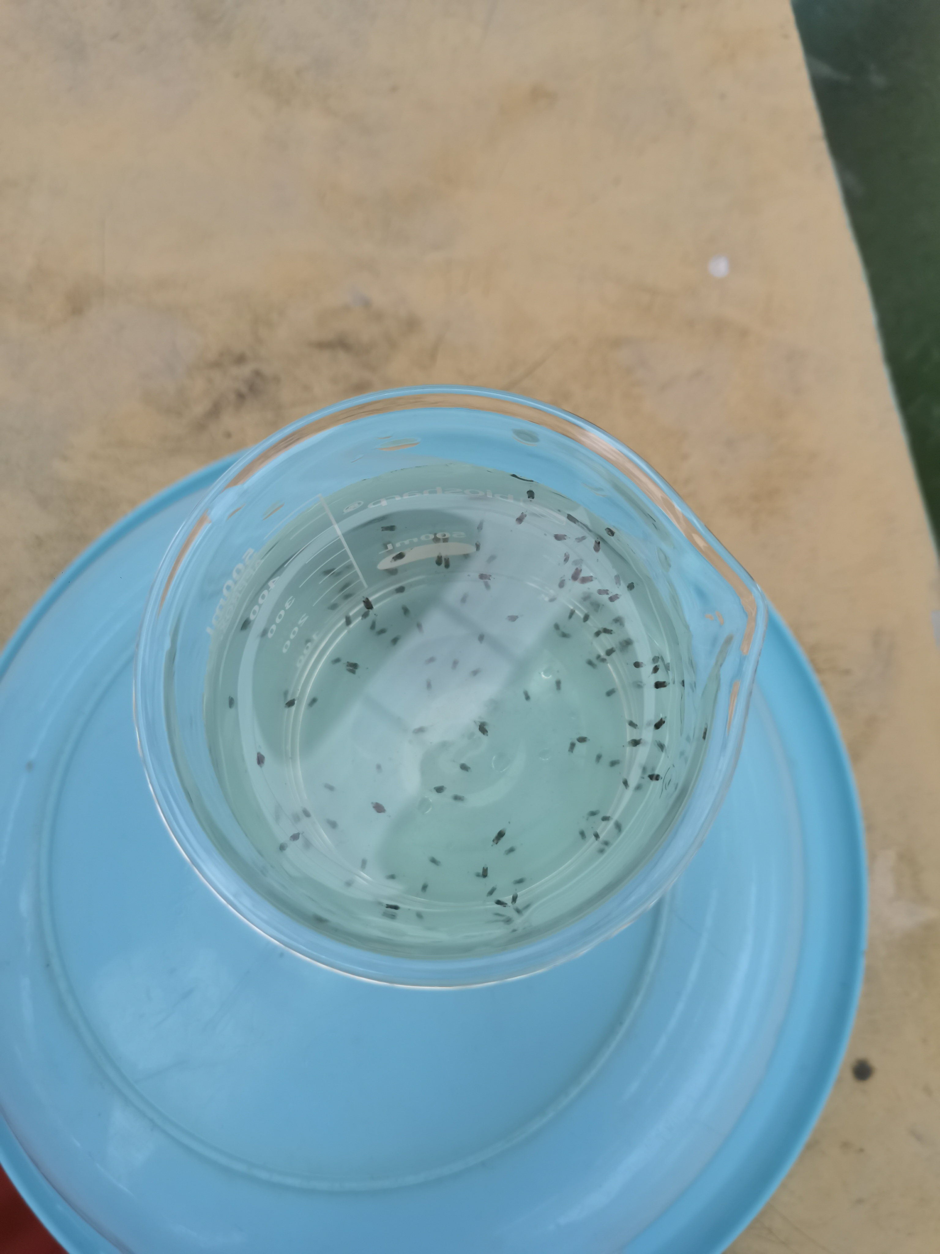 图为孵出14天的鳜鱼苗。罗艾桦摄