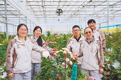 “娇龙月季”“文秀月季”出圈，走近国产月季科研团队