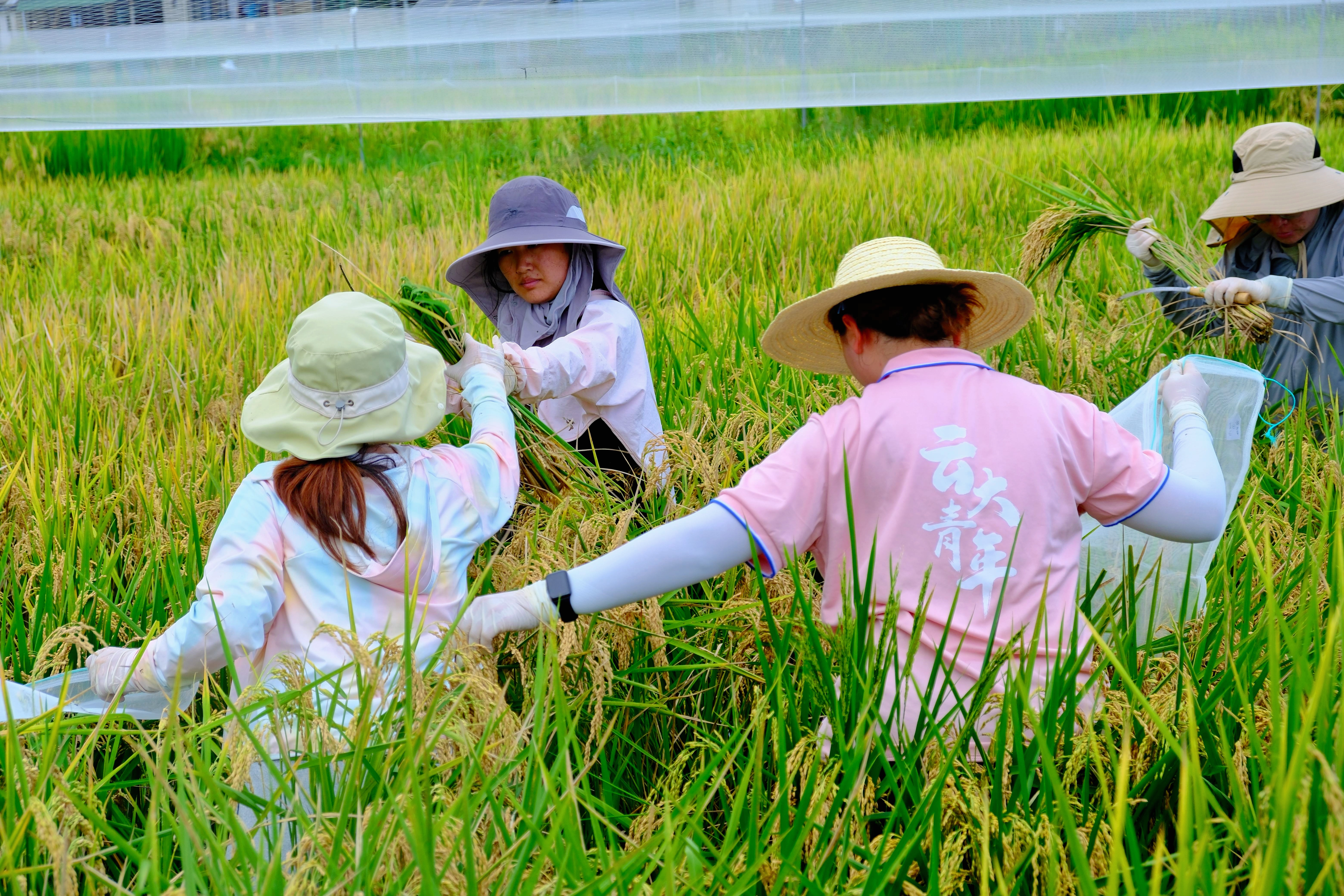 2025年7月，西双版纳，云南大学“多年生稻”科技小院师生们在田间采收稻子