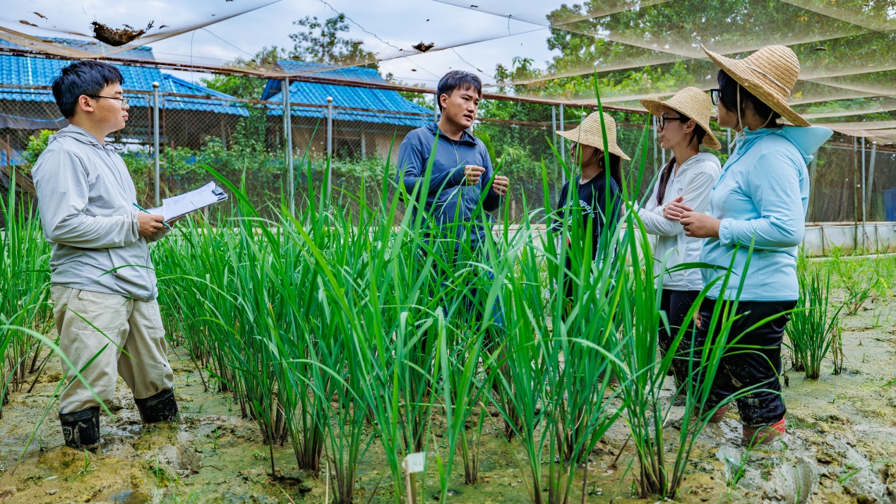 E:\更新\2026\4月\20\云南大学\云南大学多年生稻团队师生在西双版纳田间基地进行水稻样品采集工作（李哲摄 13888618804）.jpg
