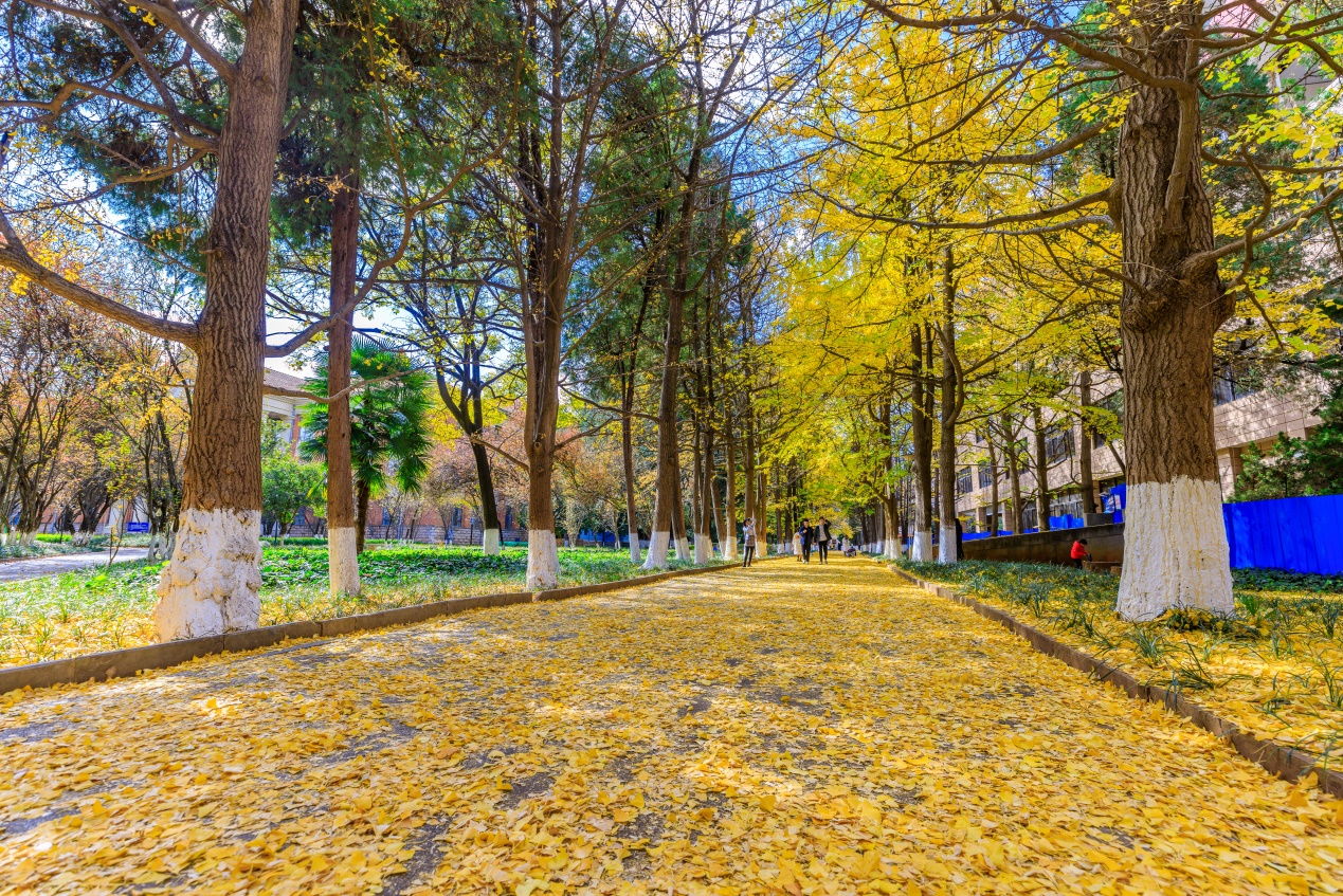 E:\更新\2026\4月\20\给霞姐\云南大学近期宣传用图\云南大学东陆校区银杏道20.jpg