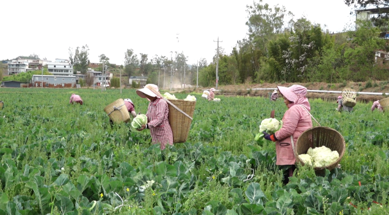 村民们在花菜基地采收花菜
