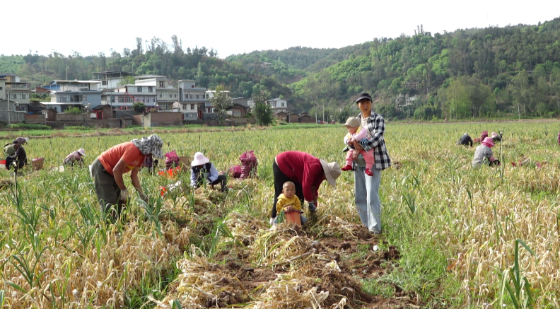 村民们在大蒜基地采收大蒜