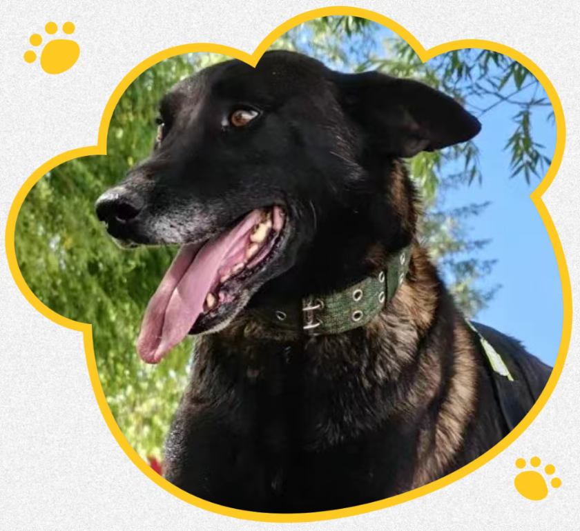 5只军犬光荣退役，等你领养