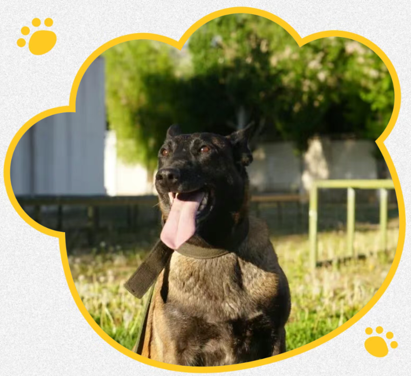 5只军犬光荣退役，等你领养