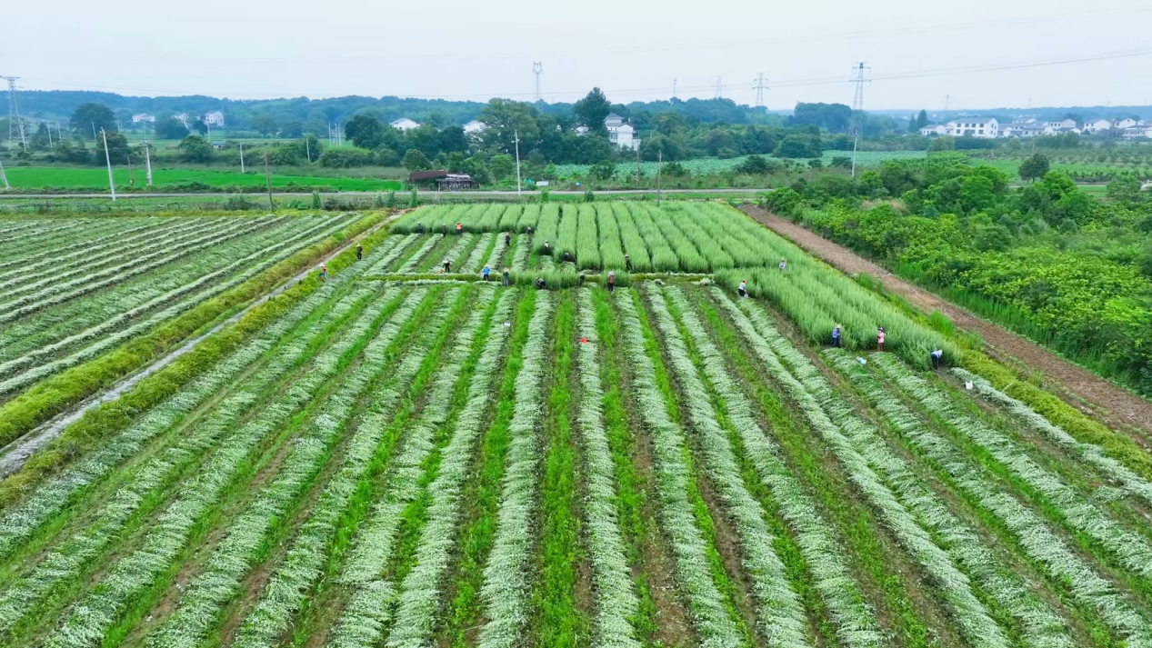 樟树市阁山镇九牛草驯化基地