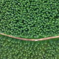 COP17“中国角”成焦点：中国治沙经验为何引全球关注？
