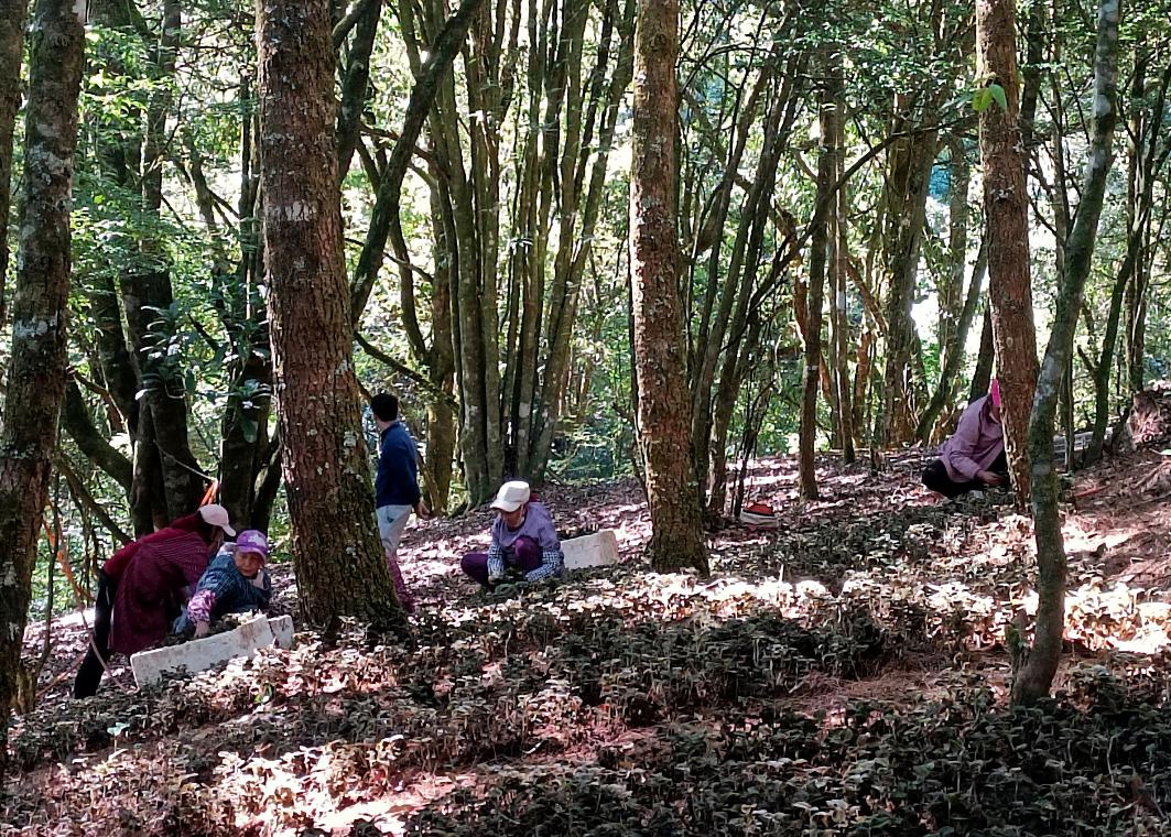 图片说明：临翔区金线莲生产基地采收金线莲（资料图）