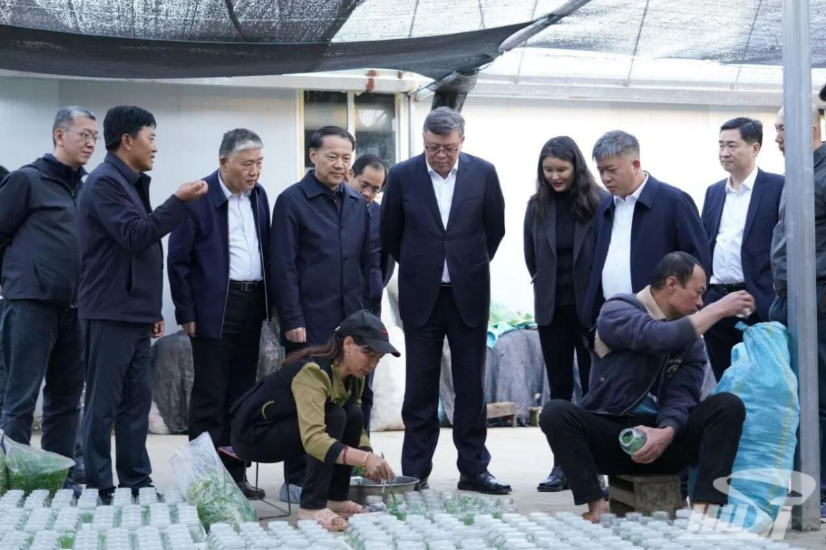 图片说明：华中科技大学校长尤政带队到金线莲种植基地调研（资料图）