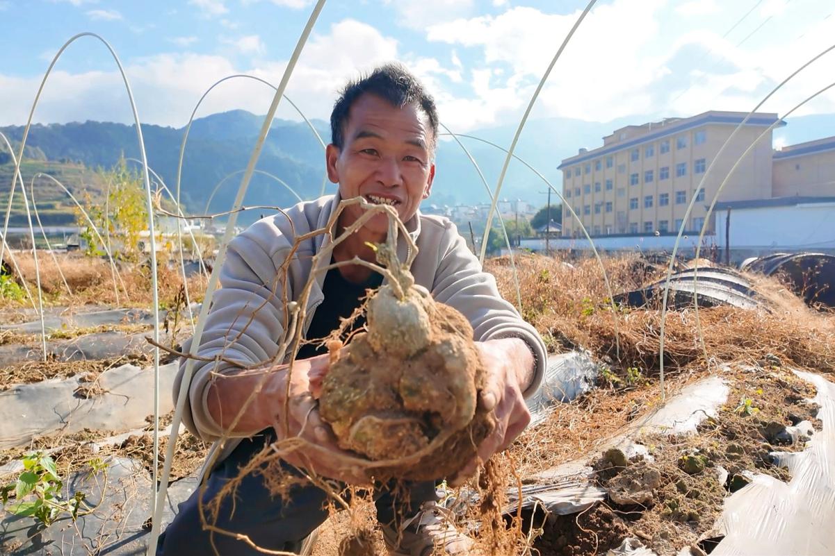 图片说明：依托华翔创新研究院基因鉴定与生物技术，临翔区雪胆种植不断推广（资料图）