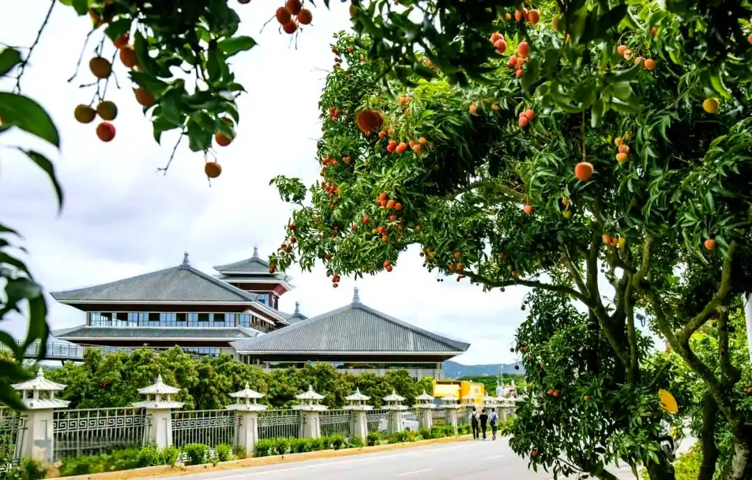 图为茂名围绕荔枝推动农文旅融合发展,做好“土特产”文章